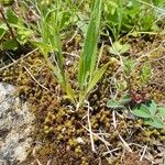 Brachypodium distachyon Lapas