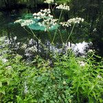 Angelica sylvestris Blatt