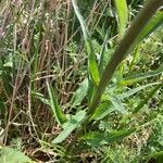 Phyteuma betonicifolium Hoja