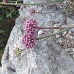 Allium commutatum Flower