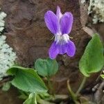 Viola canina Λουλούδι