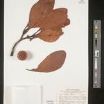 Clusia insignis Fruto