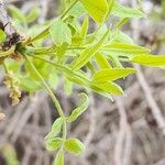 Pistacia atlantica Leaf