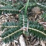 Abies nebrodensis 叶