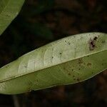 Lecythis persistens Leaf