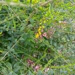 Solidago rugosaফুল