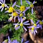 Galatella sedifolia Flower