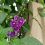Stachytarpheta frantzii Flower