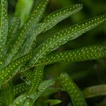 Phymatosorus scolopendria Leaf