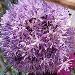 Allium nigrum Flor