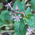 Cuphea racemosa Flower