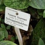 Torenia fournieri Drugo