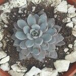 Echeveria laui Hoja
