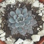 Echeveria laui Blatt