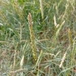 Elymus athericus