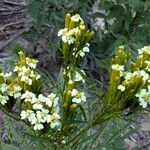 Tagetes minuta ফুল