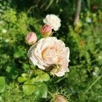 Rosa sempervirens Virág