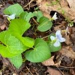 Viola blanda Leaf