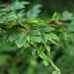 Begonia foliosa برگ