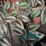 Tradescantia zebrina Листок