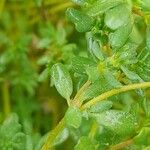 Frankenia pulverulenta Hoja