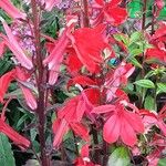 Lobelia cardinalis Fleur