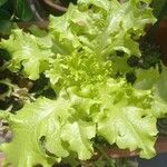 Lactuca sativa Folha