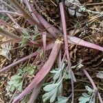 Corydalis sempervirens പുറംതൊലി