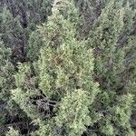 Juniperus pinchotii ഇല