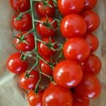 Solanum pimpinellifolium Fruit