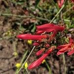Keckiella cordifolia Flower
