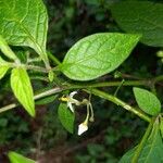 Solanum americanum Blomma
