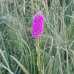 Dactylorhiza purpurella Fula