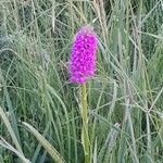 Dactylorhiza purpurella Blüte