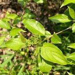 Cornus drummondii Foglia