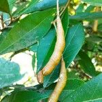 Morisonia indica Fruit