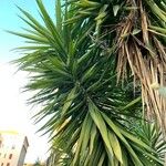 Yucca aloifolia Fuelha