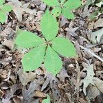 Panax quinquefolius Blad