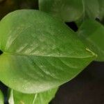 Epipremnum aureum 葉
