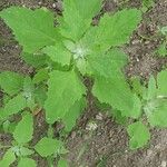 Chenopodium ficifolium Leaf
