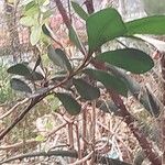 Mimusops caffra Leaf