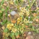 Lepidium latifoliumFlower