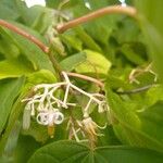 Alangium chinense Flower