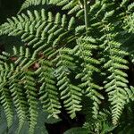 Dryopteris dilatata Лист