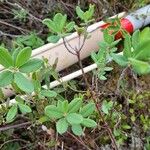 Rhododendron canadense Hoja