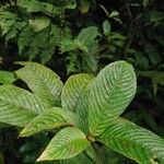 Gonzalagunia stenostachya Leaf