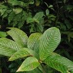 Gonzalagunia stenostachya Hoja