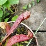 Sarracenia purpurea 葉