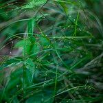 Scleria lithosperma Leaf