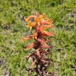 Dichromanthus cinnabarinus Flower